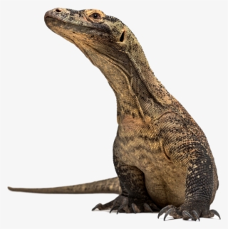 Dragon Rocks - Komodo Dragon