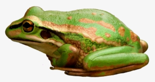 Green And Golden Bell Frog - Pine Barrens Treefrog