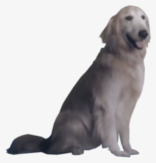 Ace Combat Jpeg Dog - Ace Combat 7 Dog Jpg