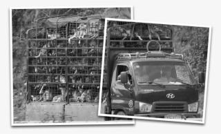 Dog And Cat Meat Trade - Volkswagen