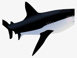 Tiger Shark Clipart Hiu - Shark