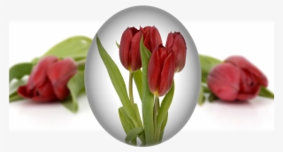 Laminated Poster Easter Easter Egg Egg Tulips Flower - Easter