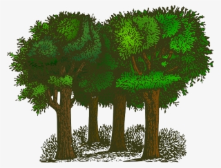Forest, Trees, Plants, Ecology, Environment, Green - Trees Clipart