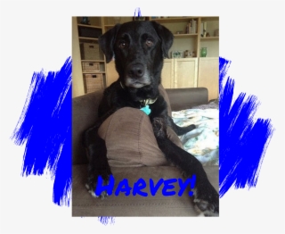 Lab Rescue Of L - Pet Adoption