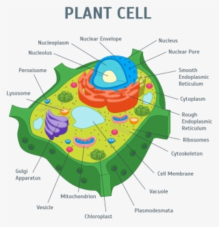 Image Of Plant Cell - Anatomy Of An Plant Cell