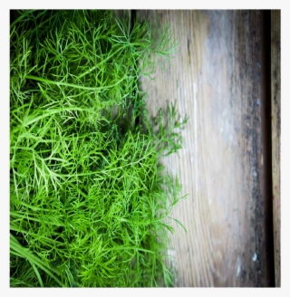 Grass
