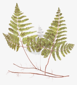 Fern