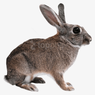 Free Png Download Rabbit Png Images Background Png - Rabbit Png Transparent