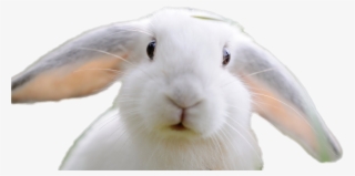 Rabbit Png Image - Domestic Rabbit