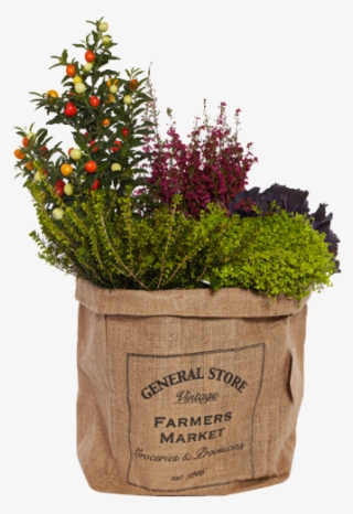 Seasonal Plants - Flowerpot