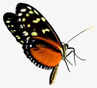 21 - Brush-footed Butterfly