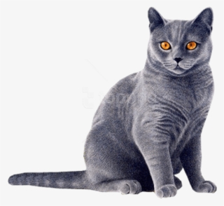 Download Cat Png Images Background - Cat Image Transparent Background