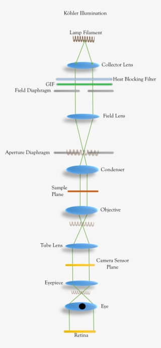 Köhler Illumination-conjugate Focal Planes Of The Lamp - Aligning Your Microscope For Kohler Illumination