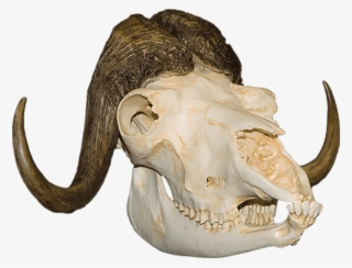 Download - Skull