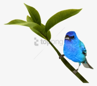Free Png Bird Png Image With Transparent Background - Indigo Bunting