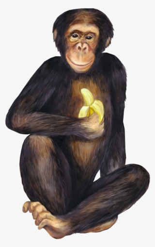 Scimmie Gig Tube Ed Animazioni - Monkey With A Banana