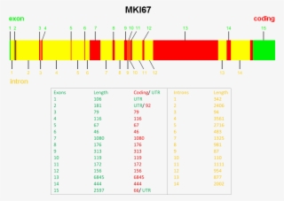 Ki67 Gene