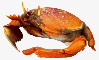 Illustration Of Kona Crab - Freshwater Crab