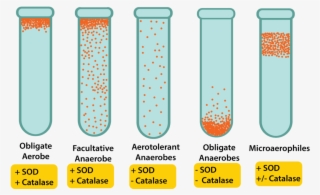 Test Tubes Recovered