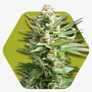 Amnesia Haze Xl - Ak Green Xl