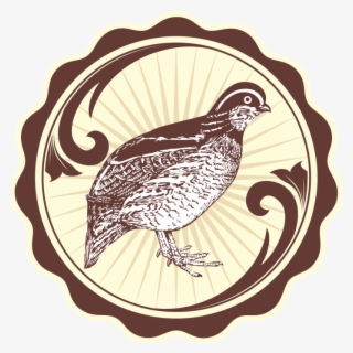 Burung Puyuh Png - Bobwhite Quail Drawing