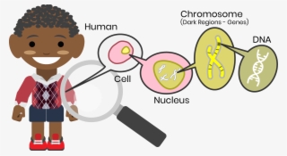 On A Deeper Level, Genes May Also Carry Health Risks - Genetics Cartoon Png