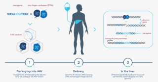A Robust Pipeline Of Genomic Therapies - Sangamo Zinc Finger Nuclease
