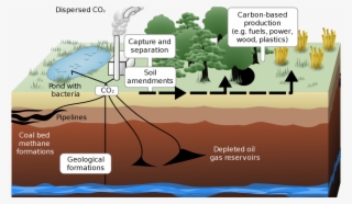Ways Carbon Dioxide Can Be Sequestered On Land And - Greenhouse Effect Due To Forest Depletion