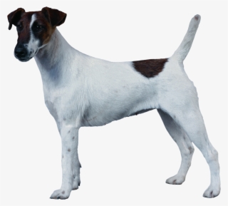 Fox Terrier Transparent Background
