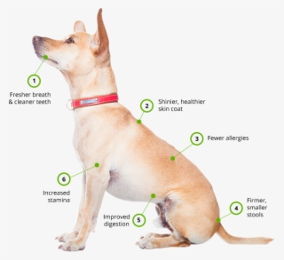 Benefits Of Raw Diet - Companion Dog