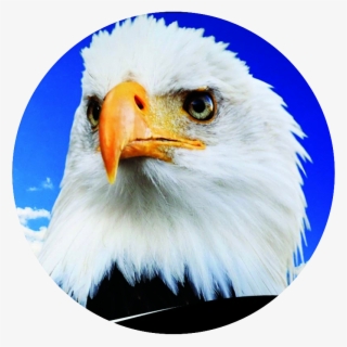 About Us - Bald Eagle
