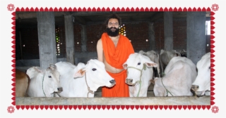 Support The Underprivilaged - Dairy Cow