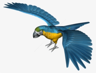 Free Png Large Blue Parrot Png Images Transparent