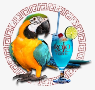 Drink - Figuras De Arara Para Imprimir