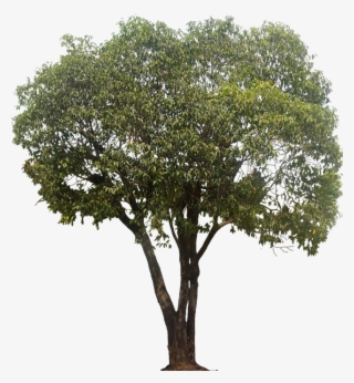 Mimusops Elengi - Pinus Halepensis Arbol Png