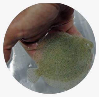 We Also Use Zebrafish As A Model System For The Study - Marine Invertebrates