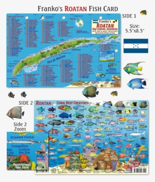 Roatan Fish Identification