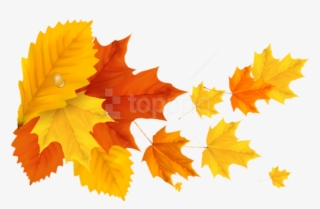 Free Png Download Yellow Orange Fall Leafspicture Clipart - Leaf Png Orange Colors