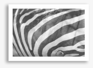 Monochrome