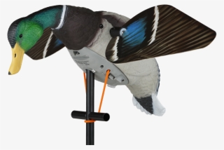 Those Ducks Won't Be Able To Pass Up Your Spread When - Duck