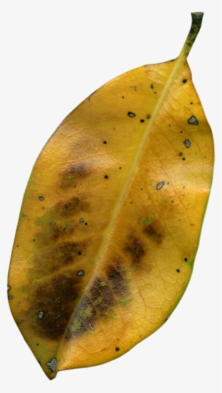 Magnolia - Daun Kering Jatuh Png