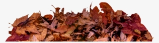 Leaf On Ground Png