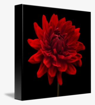 Red Dahlia Flower By Natalie Kinnear - Dalia Com Fundo Preto