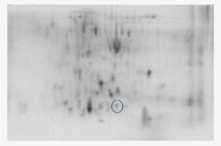 2 De Of Tcn Group On Pb 2 Chicks - Monochrome