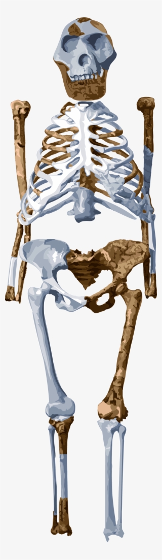 Meet Lucy - Australopithecus Afarensis Skeleton