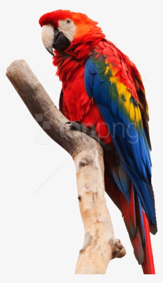 Free Png Download Parrot Macaw Png Images Background - Macaw Png