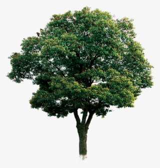 Computer Tree File Branch Download Hd Png Clipart - Psd