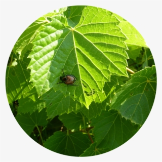 Gardening Basics Dealing With Garden Pests And Diseases - Japanese Beetle