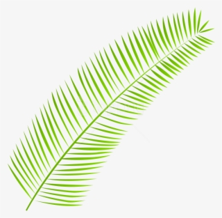 Free Png Download Palm Leaf Clipart Png Photo Png Images - Clip Art