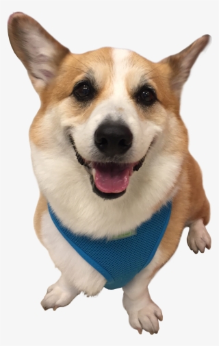 1-cooper - Pembroke Welsh Corgi